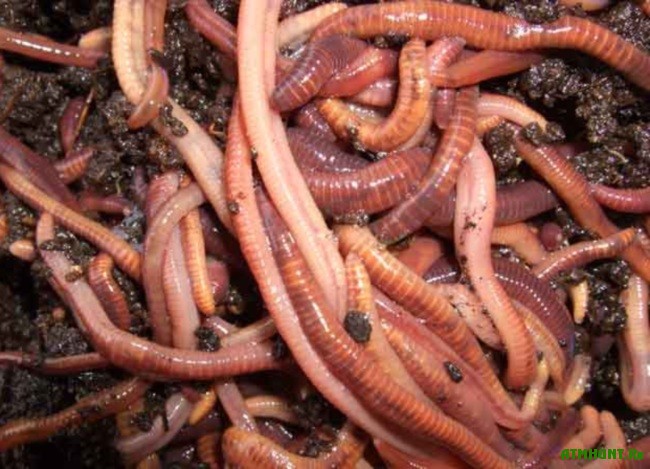 Ученые возложили вину за первое массовое вымирание на червей