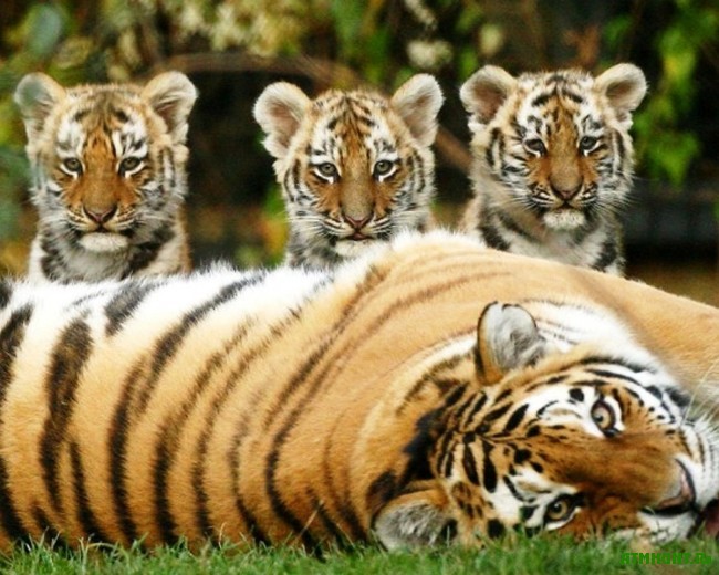  тигра

