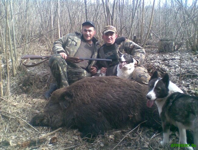 охота на кабана в украине 2015г