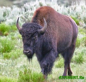 v-yakutiyu-zavezut-bizonov-iz-kanady