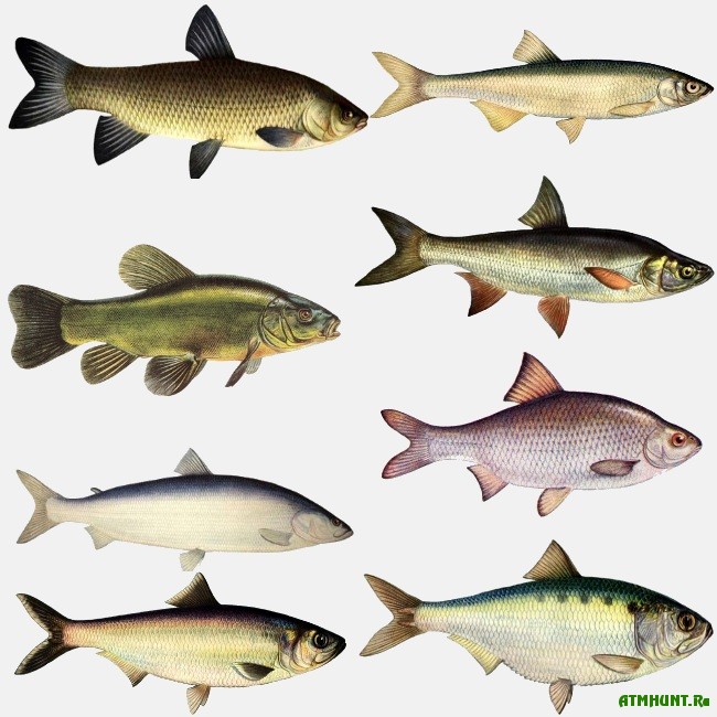 Осетровые Виды Рыб Названия И Фото