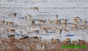 okolo-20-tysyach-antilop-dzerenov-migrirovali-v-zabajkale