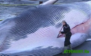 140 kitov dobudut chukotskie kitoboi za 2013 god