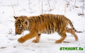 Pogib popavshij v kapkan v Primor'e tigrenok