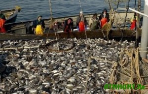 Ukrainskie brakon'ery postavljajut tonny ryby na chernyj rynok