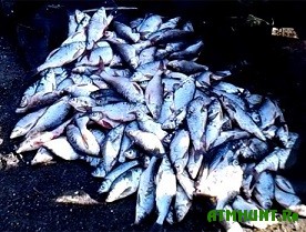 Za tri mesjaca brakon'ery nalovili ryby na 2000 griven shtrafov
