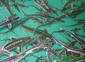akvakultura-osnova-rybnoj-otrasli-rovenskoj-oblasti