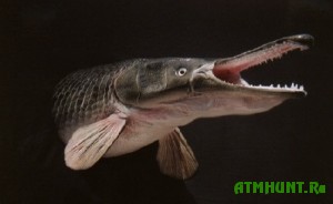 Missisipskaja ryba proplyla polovinu zemnogo shara
