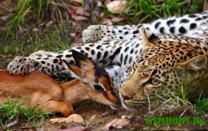 pered-obedom-leopard-proyavil-nevidannuyu-lasku-k-zhertve