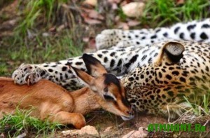 pered-obedom-leopard-proyavil-nevidannuyu-lasku-k-zhertve1