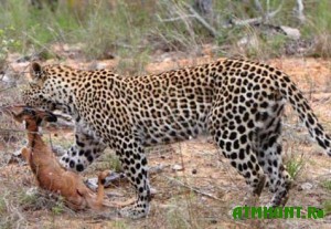 pered-obedom-leopard-proyavil-nevidannuyu-lasku-k-zhertve5