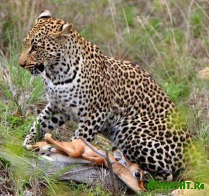 pered-obedom-leopard-proyavil-nevidannuyu-lasku-k-zhertve6