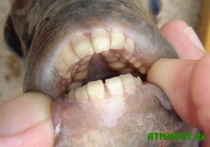 ryba-s-chelovecheskimi-zubami