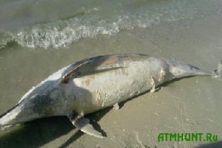 Iz-za rybackih setej v Azovskom more pogib del'fin