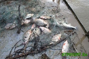 Ukrainskij rybinspektor obokral brakon'erov