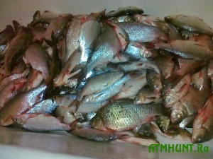 Vsego za odin den' brakon'ery vylovili bolee 165 kilogramm ryby