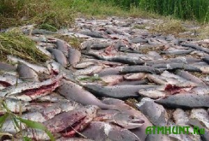 Za vremja neresta brakon'ery razorili neskol'ko tonn rybnyh zapasov Ukrainy
