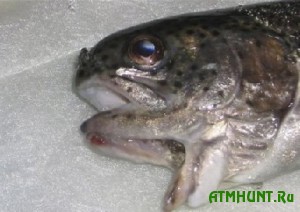 15 tys. tonn himicheskih veshhestv otravljajut rybu v Baltijskom more