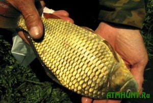 Brakon'ery vylovili 6 kg ryb, zanesennyh v Krasnuju knigu Ukrainy
