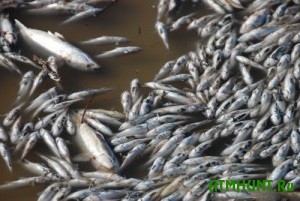 V ukrainskom vodoeme pogiblo 5 tonn ryby