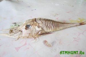 Rybak pojmal v Juzhno-Kitajskom more nevedomuju rogatuju rybu