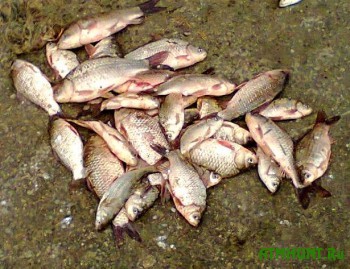 Na Kievshhine brakon'er nalovil ryby na 12 tysjach griven