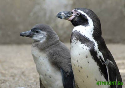 V krymskih zooparkah pojavjatsja pingviny, flamingo, obez'jany i pantery