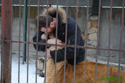 Tigry i medvedi jeks-ministra pereselilis' v Zaporozhskij zoopark