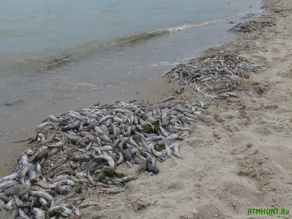 Iz-za nehvatki kisloroda v Azovskom more nachinaetsja mor ryby