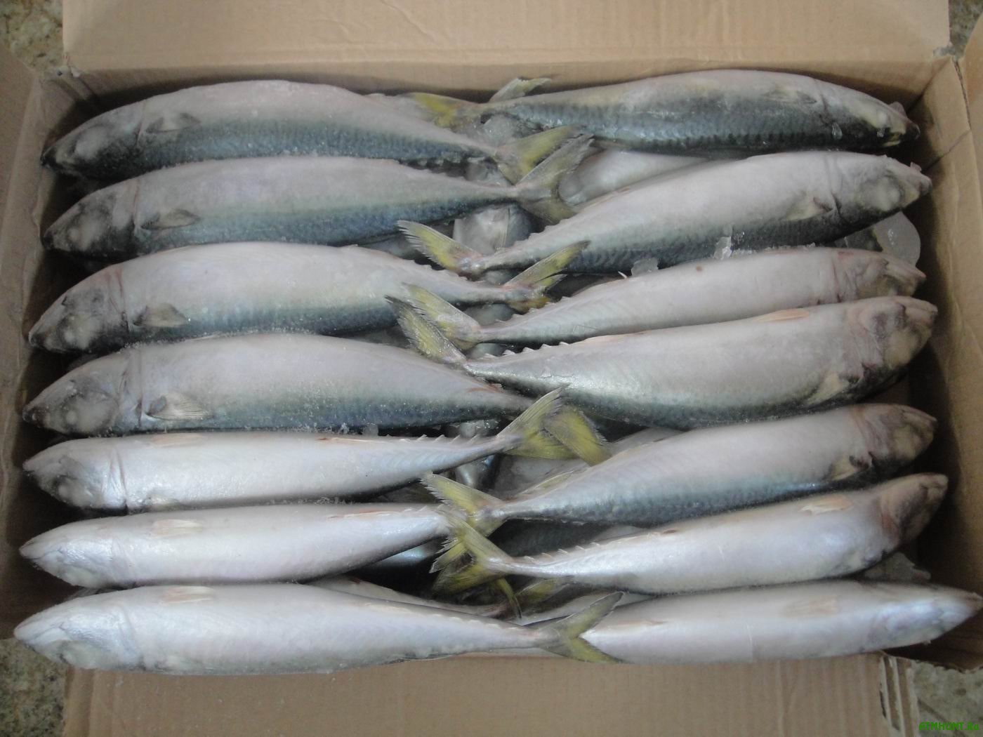 V Krym ne pustili 34 t ryby iz Jekvadora, Tajvanja i Novoj Zelandii