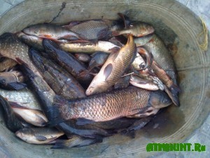 Kirovogradskij brakon'er nalovil ryby na 10 tysjach griven