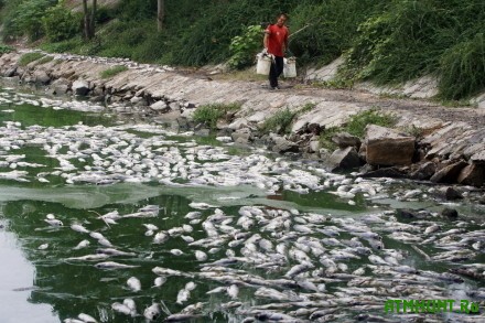 Na Har'kovshhine v Pechenezhskom vodohranilishhe pogiblo 450 tysjach rybin