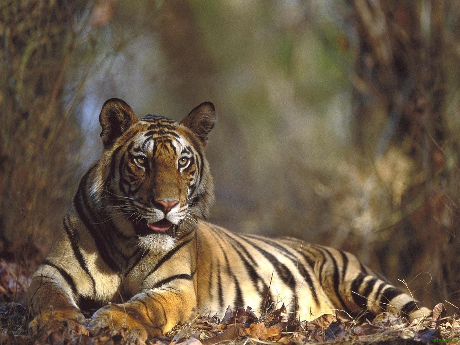 V Rossii dikij tigr rasterzal ohotnika