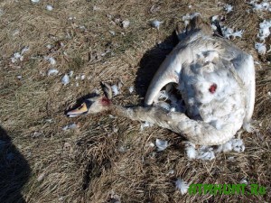 убитый лебедь