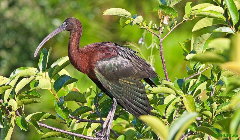 Iz Afriki v Ukrainu prileteli redchajshie blestjashhie ibisy
