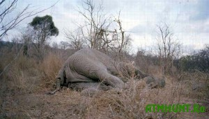Iz-za sil'noj zasuhi v Zimbabve nachali prodavat' slonov