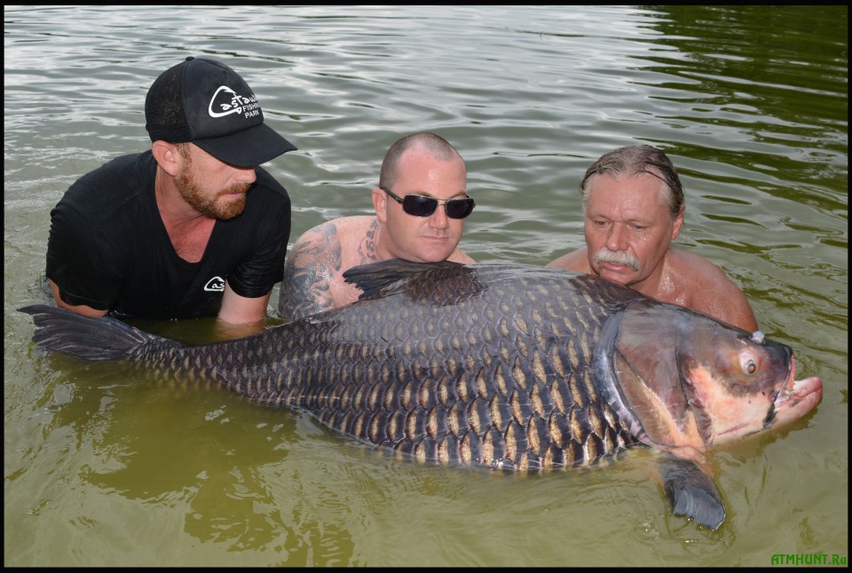 BNPS.co.uk (01202 558833) Pic: PalmTreeLagoonFishery/BNPS Tim Webb (right) needed a hand to lift the monster carp. A British angler has reeled in the world's biggest carp fish weighing a whopping 222lbs. Tim Webb, 57, landed the enormous Siamese carp after an exhausting 90 minute battle at a lake in Ban Pong, Thailand. The fisherman, who owns a Thai fishery, lured the carp onto his line using a simple bait of bread and bran rice before engaging in the gruelling battle. After being hauled to land, the giant carp tipped the scales at a staggering 222lbs, almost 16 stone, smashing the previous record by over 40lbs.